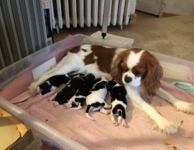DES CAVALIERS DU CHATEAU DE LA MOTHE