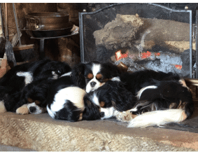 DES CAVALIERS DU CHATEAU DE LA MOTHE