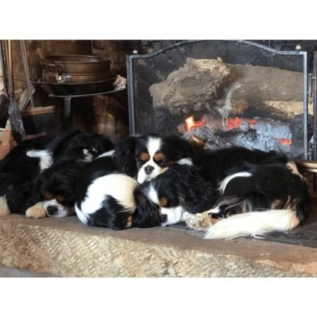 DES CAVALIERS DU CHATEAU DE LA MOTHE - Image 1