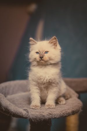 SAS LA CHATTERIE D ELYNE - Image 4