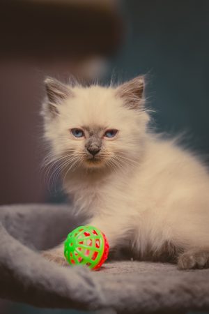 SAS LA CHATTERIE D ELYNE - Image 5