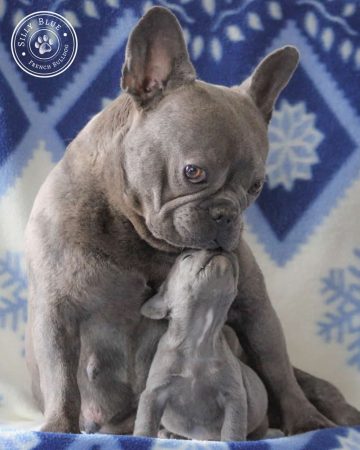 SILLY BLUE - Image 1