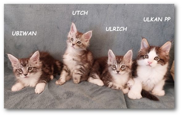 CHATTERIE MOON CATS - Image 1