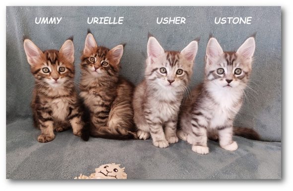 CHATTERIE MOON CATS - Image 2