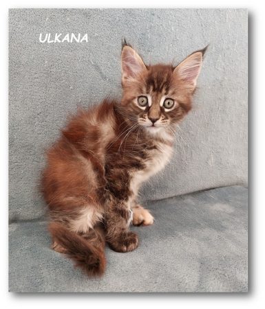 CHATTERIE MOON CATS - Image 3
