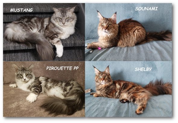 CHATTERIE MOON CATS - Image 4