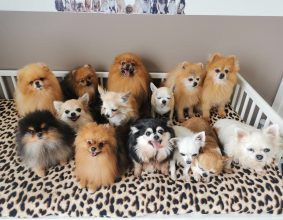 DES SPLENDIDES FRIMOUSSES