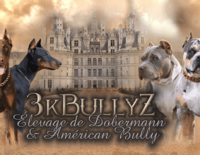 3K BULLYZ