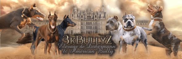 3K BULLYZ - Image 1