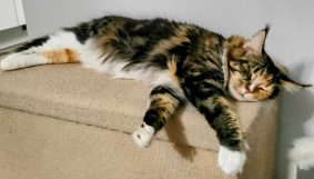 DE MAINECOON PARADISE