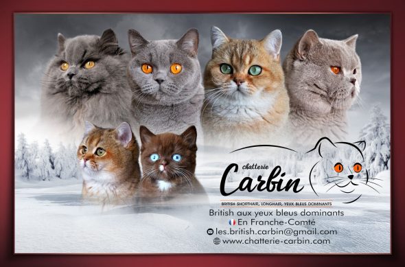 CARBIN - Image 1