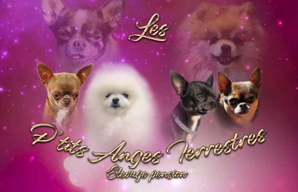 LES P&rsquo;TITS ANGES TERRESTRES - Image 2