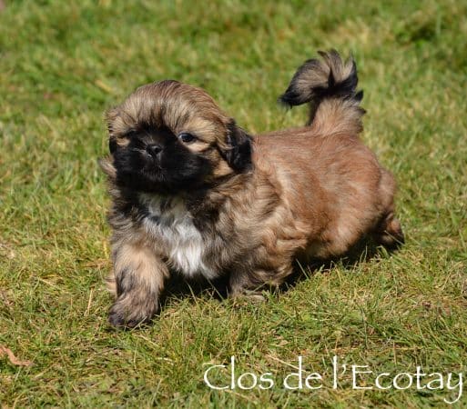 CLOS DE L&rsquo;ECOTAY - Image 4