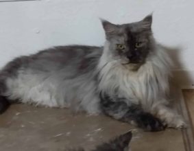 CHATTERIE DES DEESSES DU MAINE