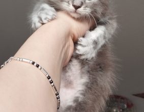 CHATTERIE DES DEESSES DU MAINE