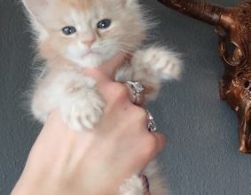 CHATTERIE DES DEESSES DU MAINE