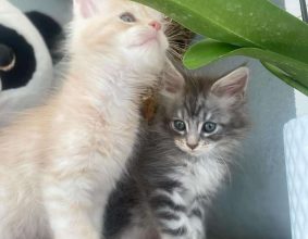 CHATTERIE DES DEESSES DU MAINE