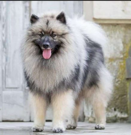 MARIE DOG’S - Image 2