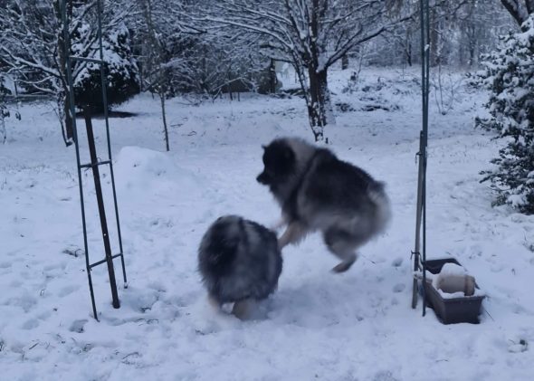 MARIE DOG’S - Image 5