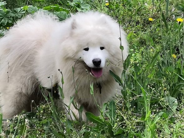 MARIE DOG’S - Image 7