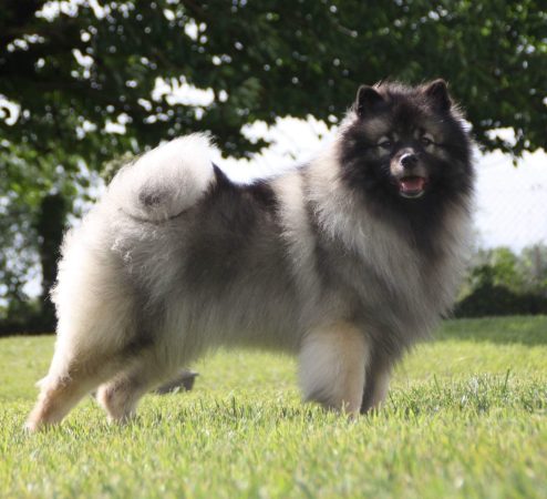 MARIE DOG’S - Image 8