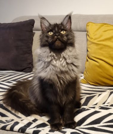 CHATTERIE DE L ETOILE DU COON - Image 1