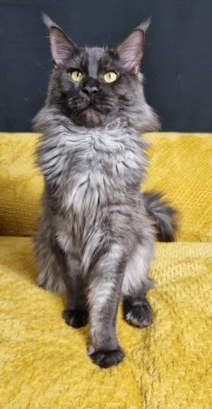 CHATTERIE DE L ETOILE DU COON - Image 2