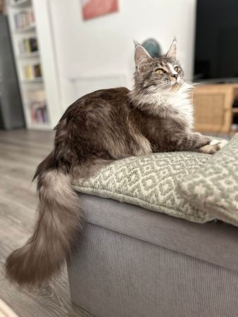 CHATTERIE DE L ETOILE DU COON - Image 4