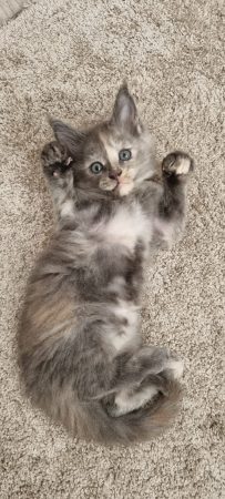 CHATTERIE DE L ETOILE DU COON - Image 5