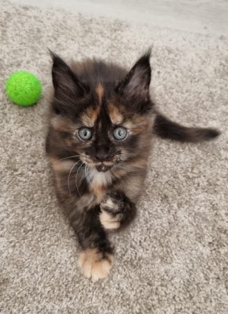 CHATTERIE DE L ETOILE DU COON - Image 7