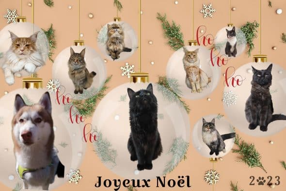 CHATTERIE FAMILY COON S - Image 1