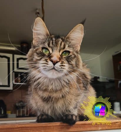 CHATTERIE FAMILY COON S - Image 5