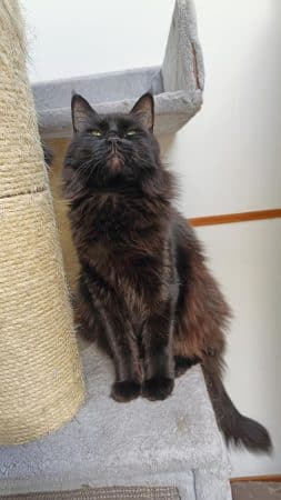 CHATTERIE FAMILY COON S - Image 6