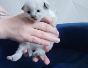 CHATTERIE DE RAGMA