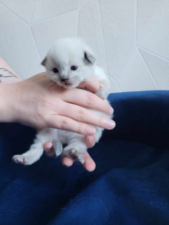 CHATTERIE DE RAGMA - Image 1