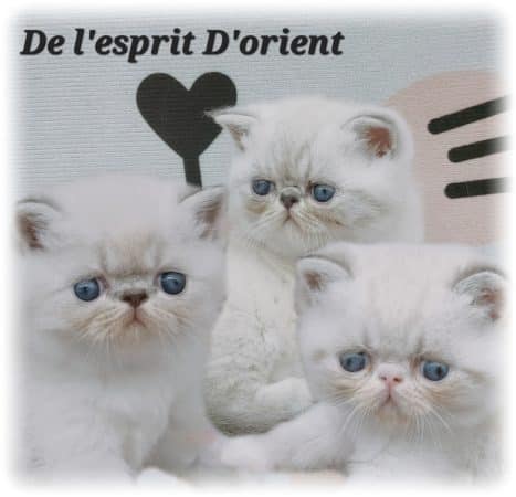 DU COEUR DES TENEBRES - Image 1