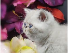 DU COEUR DES TENEBRES