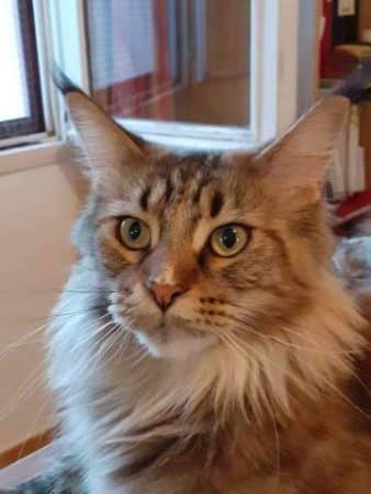 CHATTERIE DU MAS PECH LONG - Image 3