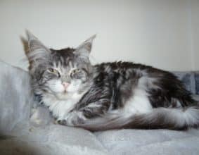 CHATTERIE DU MAS PECH LONG