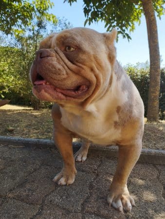 THE BULL AND BOULL - Image 1