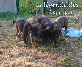 La légende des korrigans
