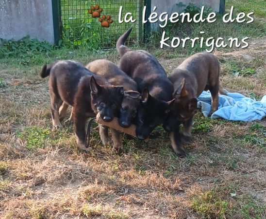 La légende des korrigans - Image 1