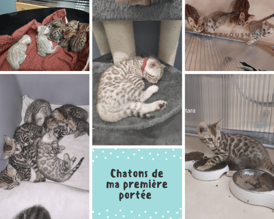 CHATTERIE LA BENGALERIE DANGE - Image 1