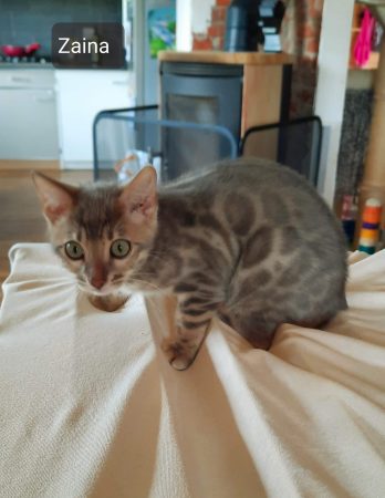 CHATTERIE LA BENGALERIE DANGE - Image 5