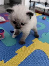 CHATTERIE DE LA ROSERAIE