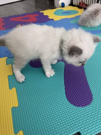 CHATTERIE DE LA ROSERAIE - Image 5