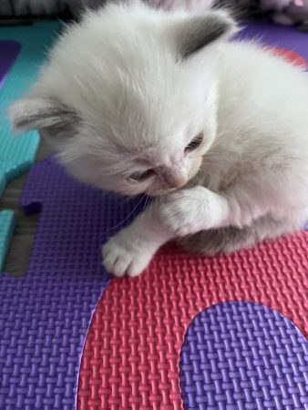 CHATTERIE DE LA ROSERAIE - Image 6