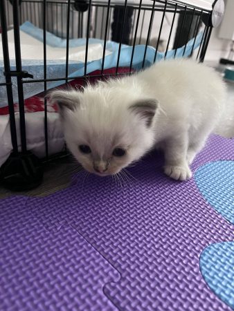 CHATTERIE DE LA ROSERAIE - Image 7