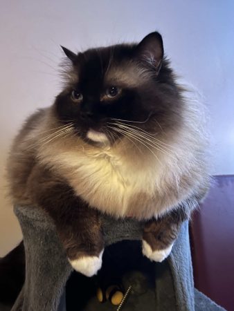 CHATTERIE DE LA ROSERAIE - Image 2