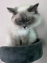 CHATTERIE DE LA ROSERAIE